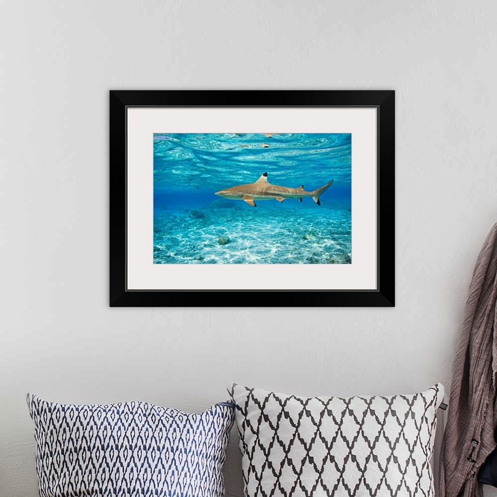 A bohemian room featuring French Polynesia, Rangiroa, Blue Lagoon, Blacktip Reef Shark (Carcharhinus Melanopterus)