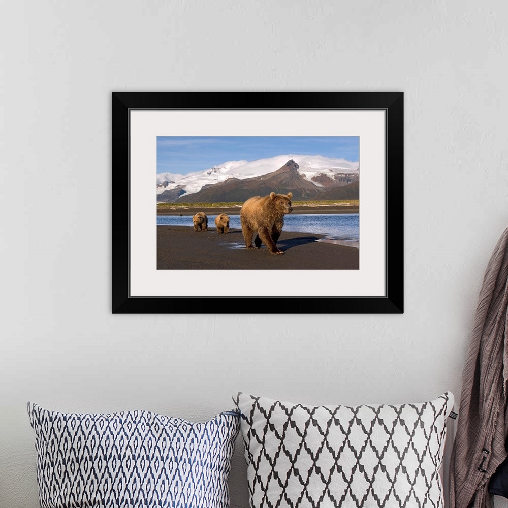 A bohemian room featuring Brown bear (Ursus arctos) sow and cubs walk along river in intertidal area at low tide, looking f...