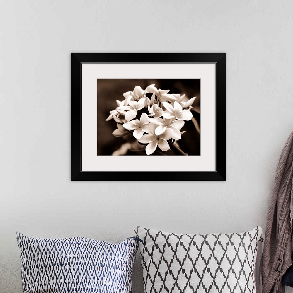 A bohemian room featuring Hawaii, Cluster of white plumeria (frangipani) flowers on tree
