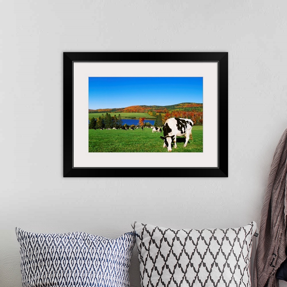 A bohemian room featuring Holstein dairy cows grazing in a pasture with a lake and Fall colors in the background