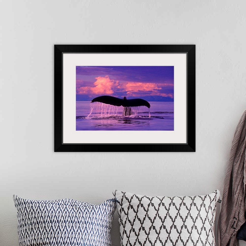 A bohemian room featuring Humpback Whale lifts flukes as it dives at sunset in Lynn Canal, SE Alaska.  CompositeComposite.
