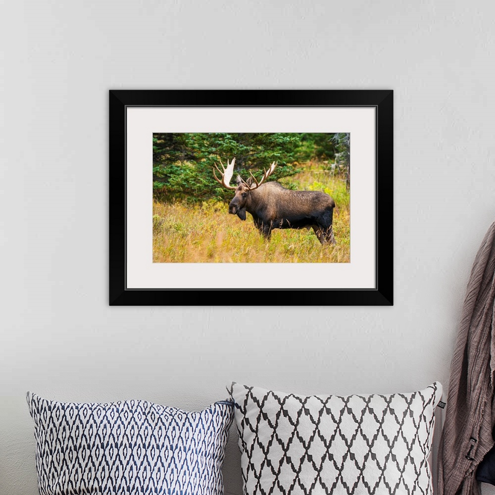 A bohemian room featuring Large bull moose in rut emerges from a stand of trees at Powerline Pass in the Chugach State Park...