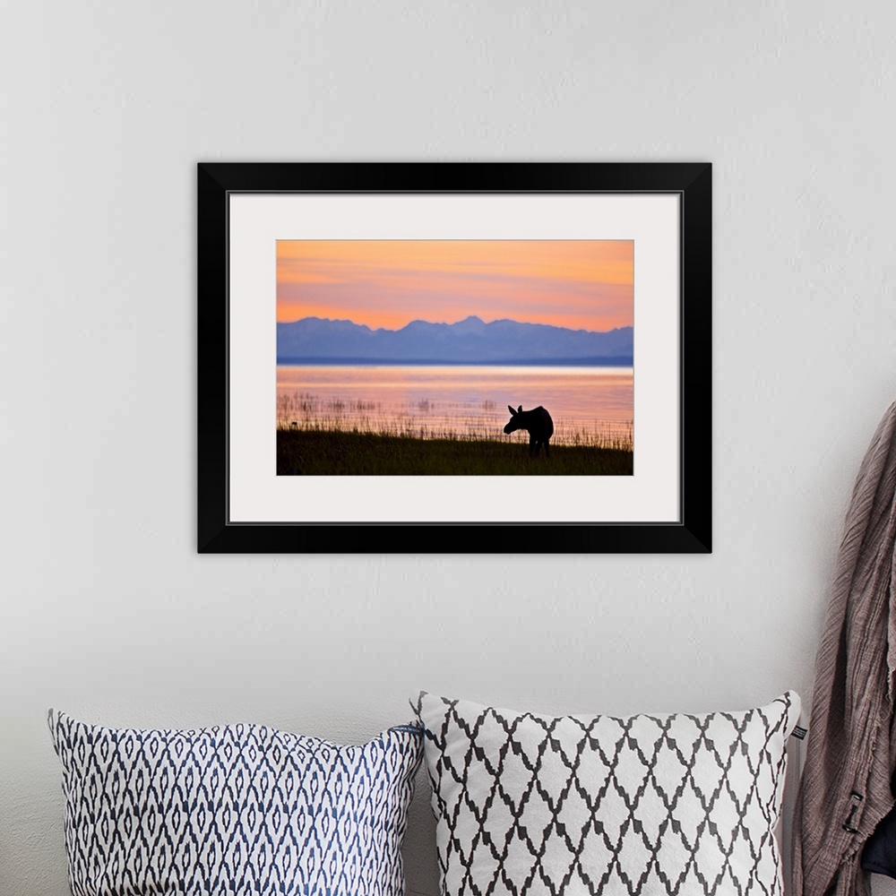 A bohemian room featuring Moose calf feeding along the Tony Knowles Coastal Trail at sunset during Summer in Anchorage, Sou...
