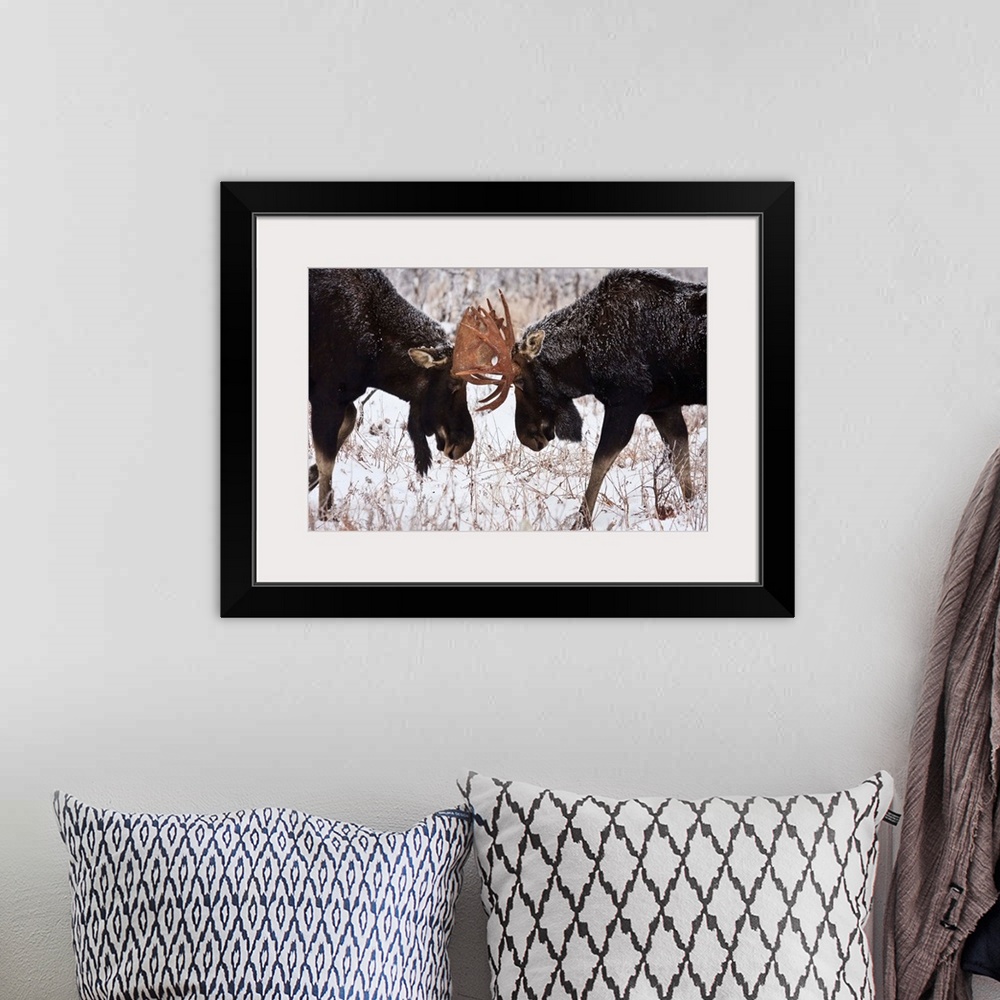 A bohemian room featuring Moose Fighting, Gaspesie National Park, Quebec, Canada