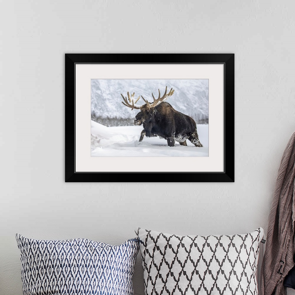 A bohemian room featuring Mature bull moose (alces alces) with antlers shed of velvet walking in snow, Alaska wildlife cons...