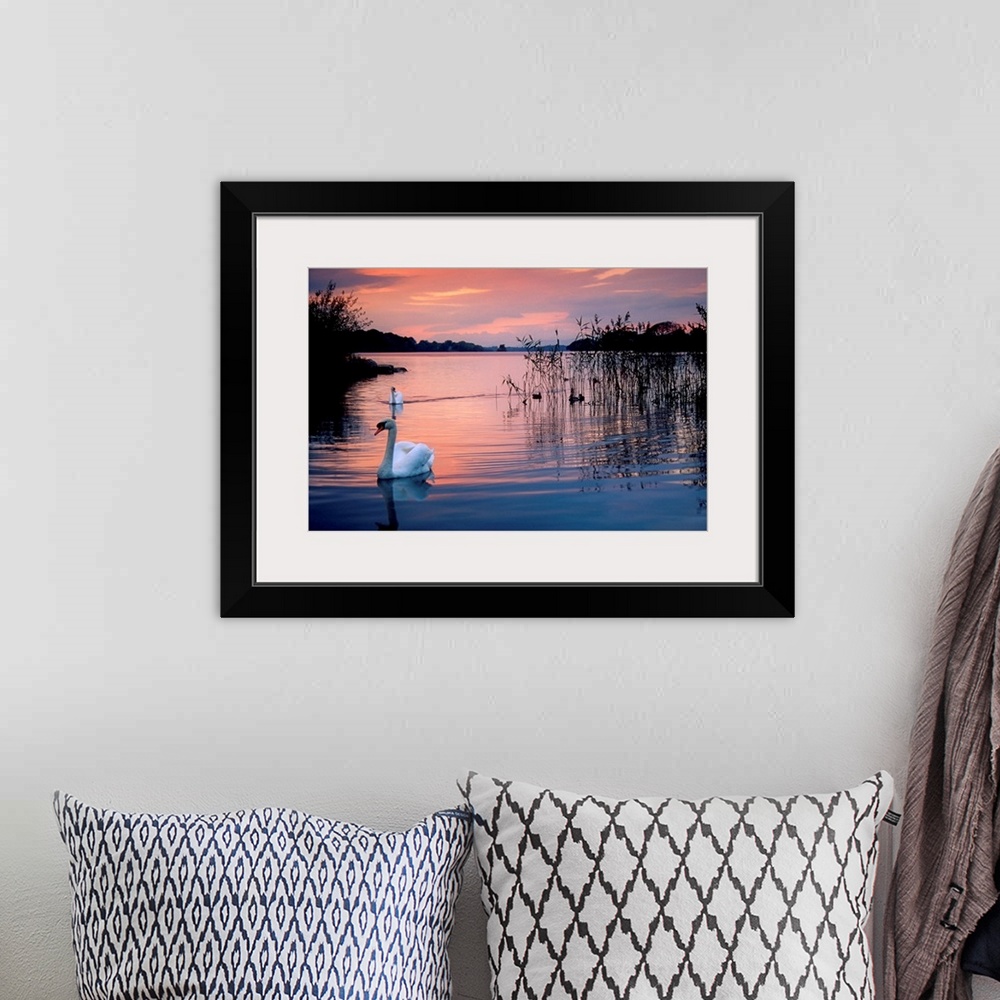 A bohemian room featuring Swan at Sunset on Lough Leane, Killarney National Park, County Kerry, Ireland