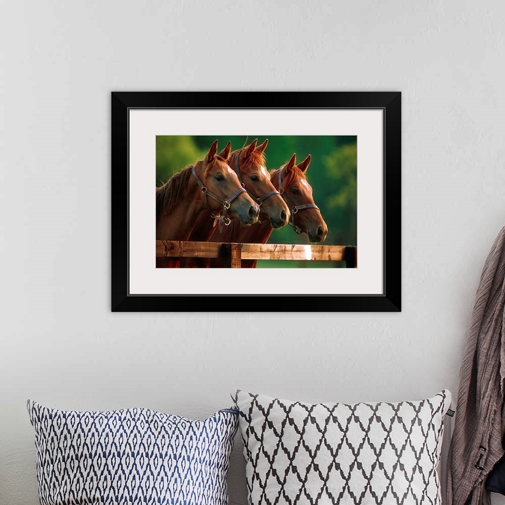 A bohemian room featuring Thoroughbred Horses