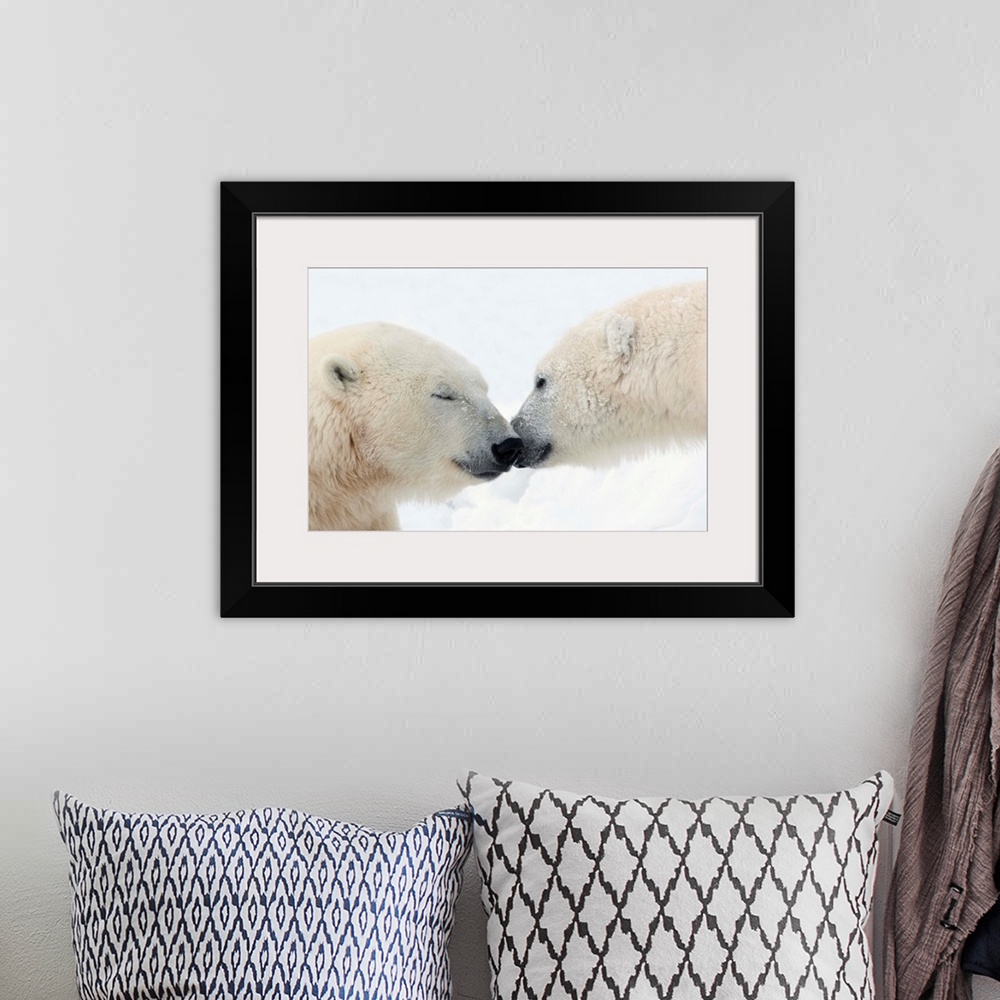 A bohemian room featuring Two Polar Bears Touching Noses Or Kissing; Churchill, Manitoba, Canada