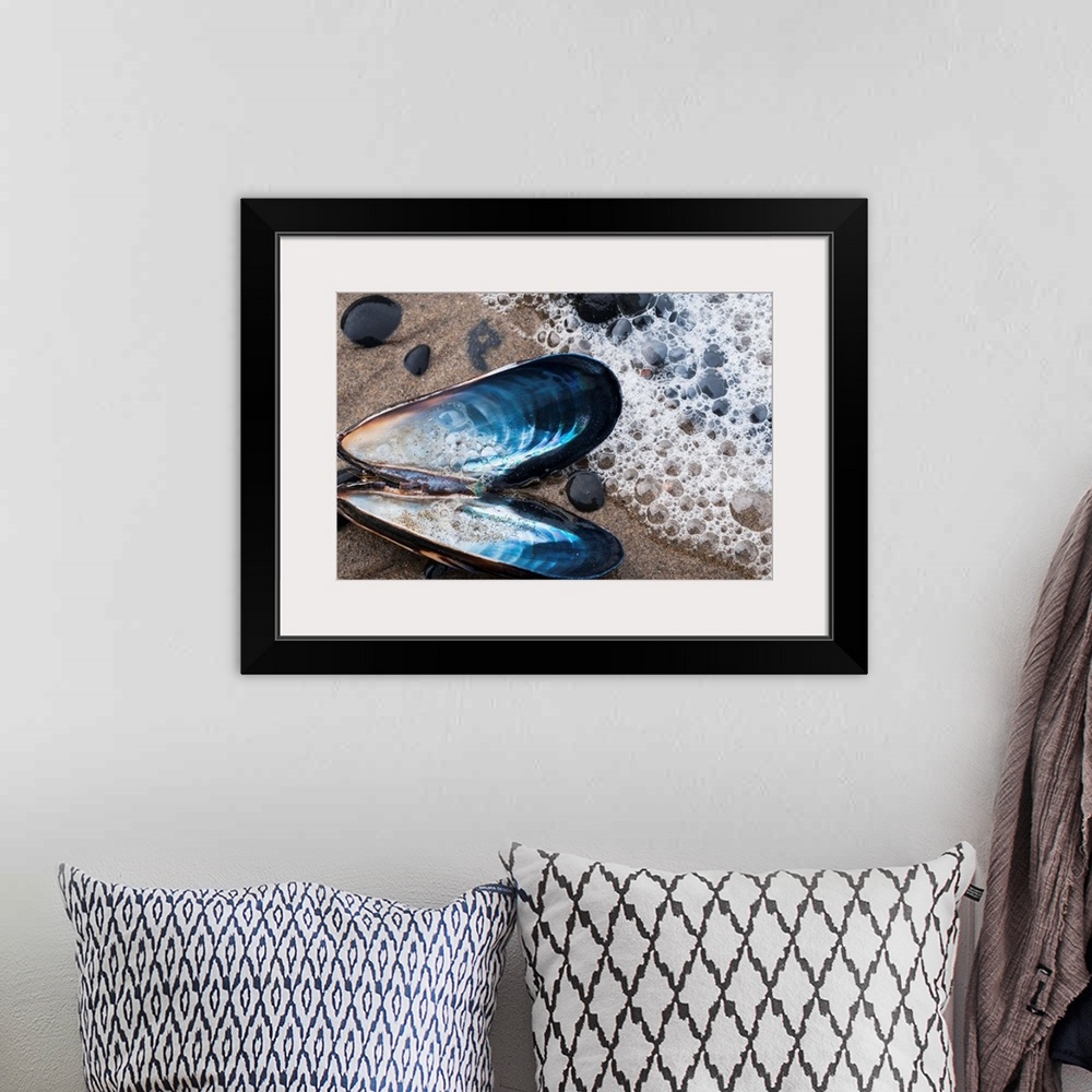 A bohemian room featuring Waves Wash Over A Blue Mussel (Mytilus Edulis) Shell On The Beach. Cannon Beach, Oregon, United S...