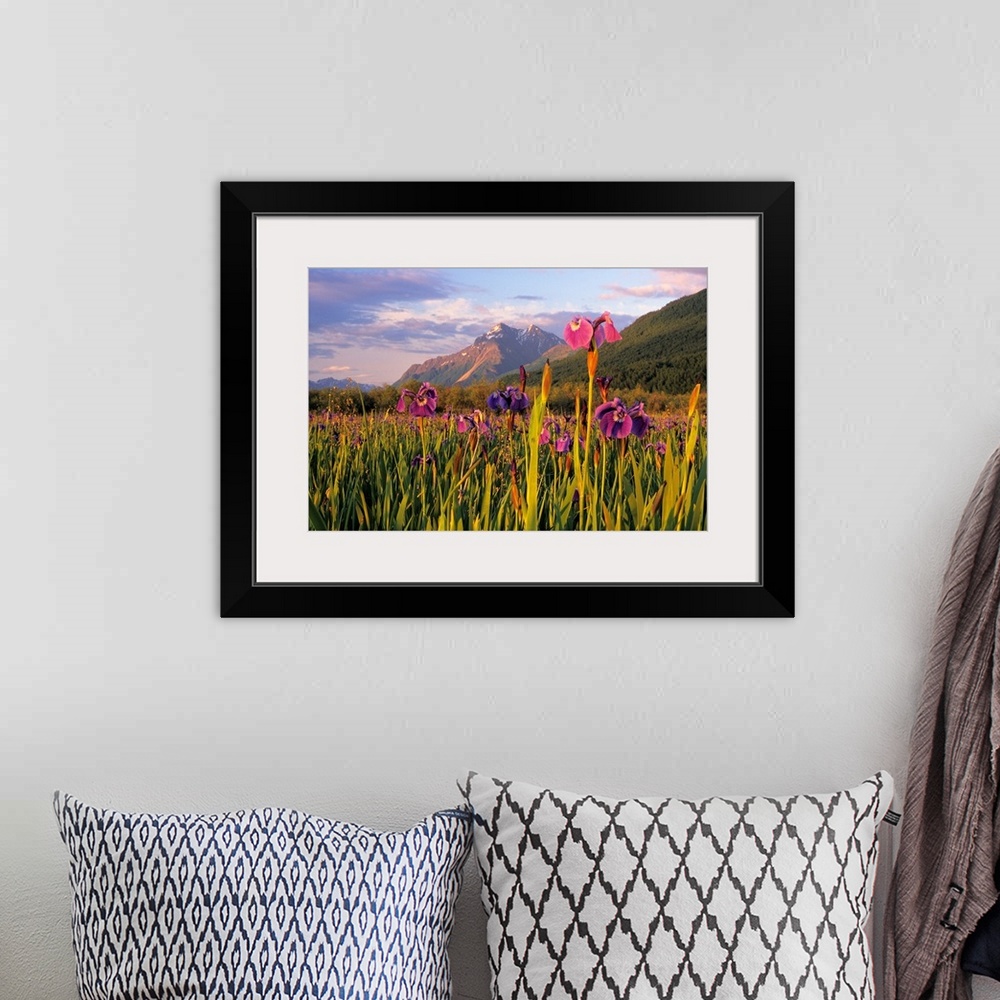 A bohemian room featuring Photograph of flower meadow in front of Pioneer Peak SC Alaska Summer Mat-Su Valley.  Snow capped...