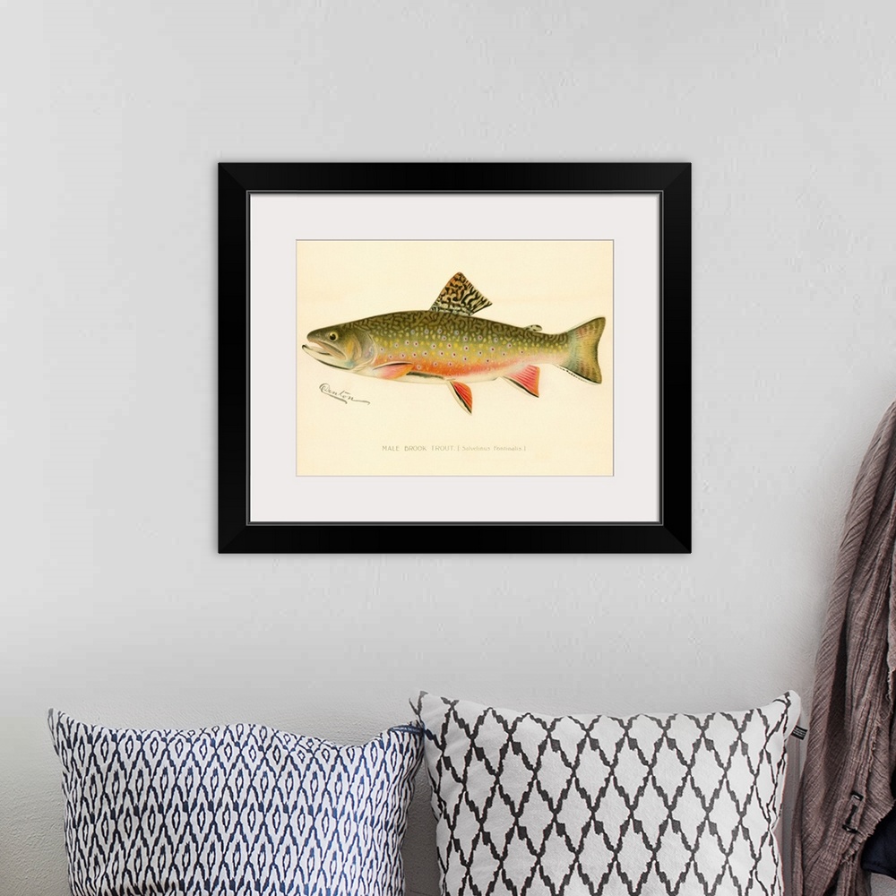 A bohemian room featuring Male Brook Trout