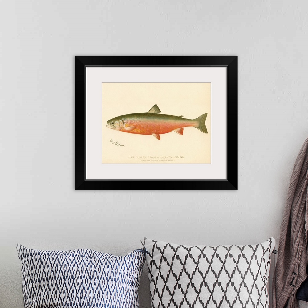 A bohemian room featuring Male Sunapee Trout
