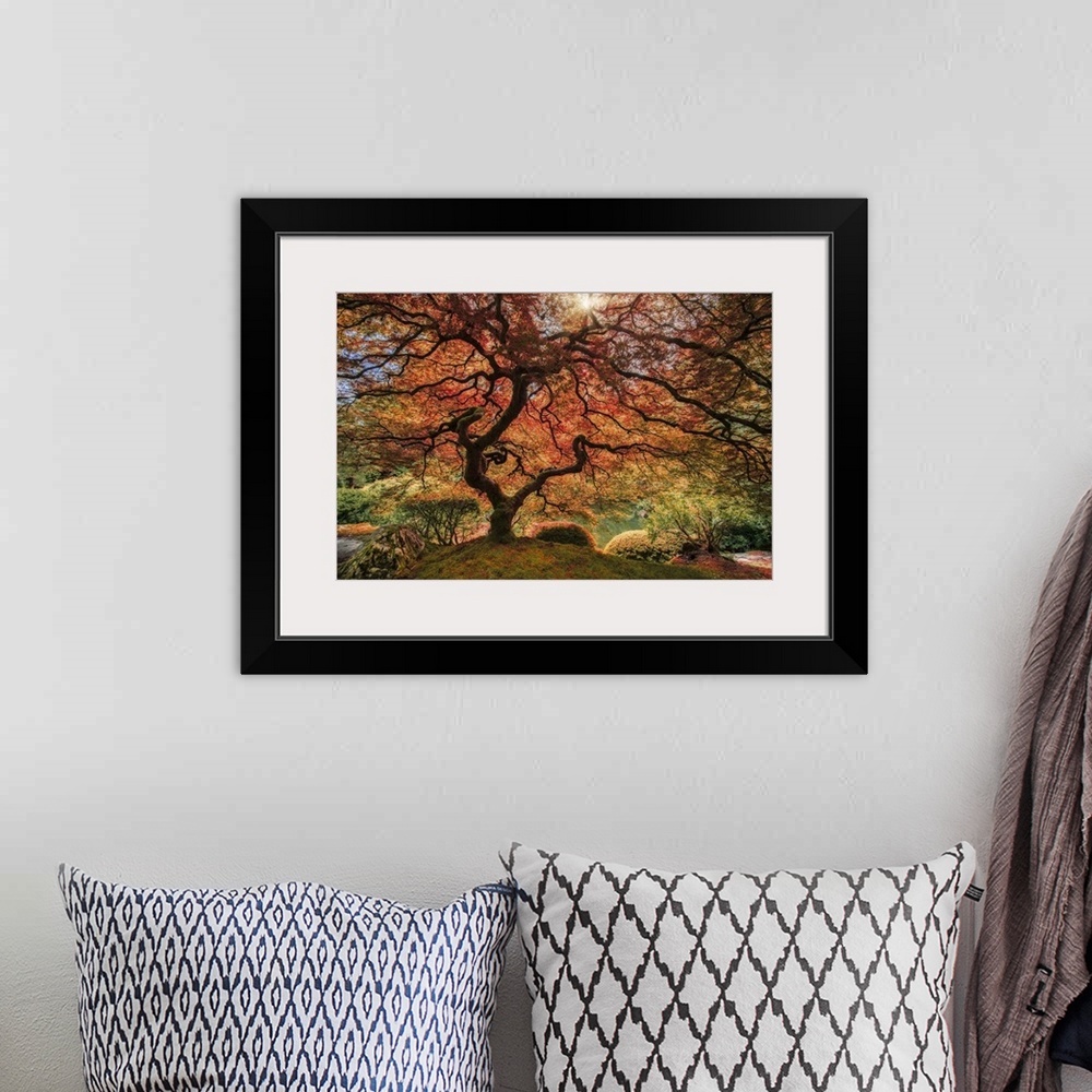 A bohemian room featuring An artistic photograph of an old Japanese maple tree in autumn foliage in a zen garden.