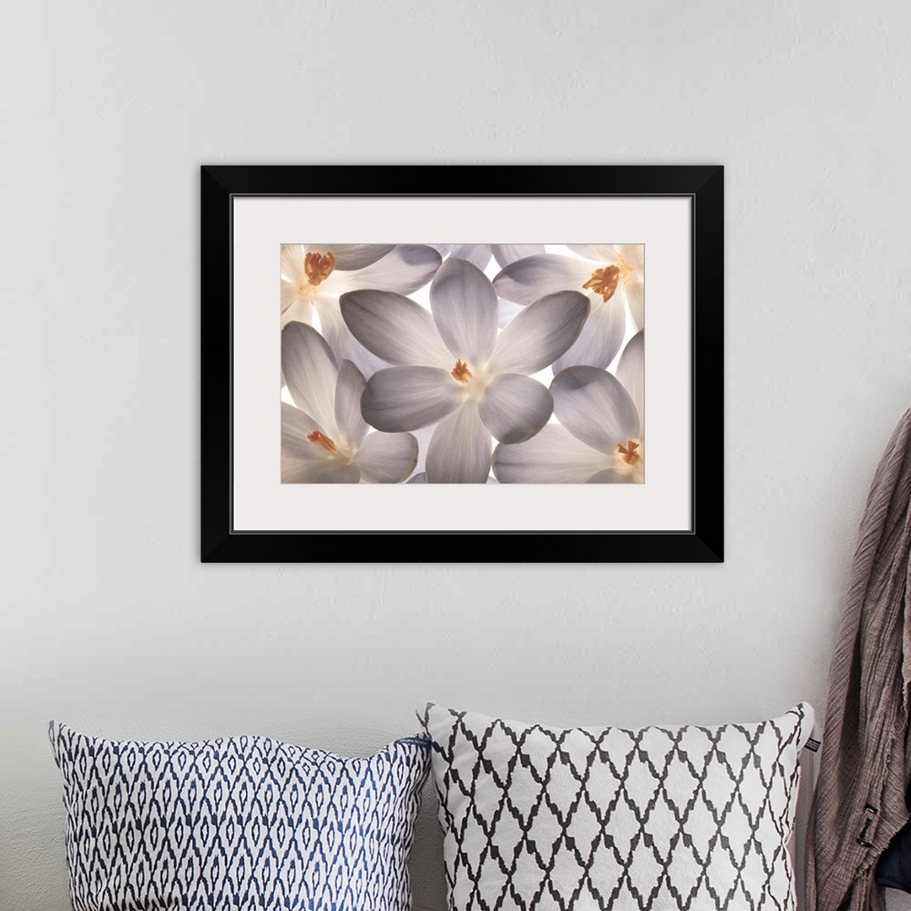 A bohemian room featuring Photograph of a group of gray and orange flowers.