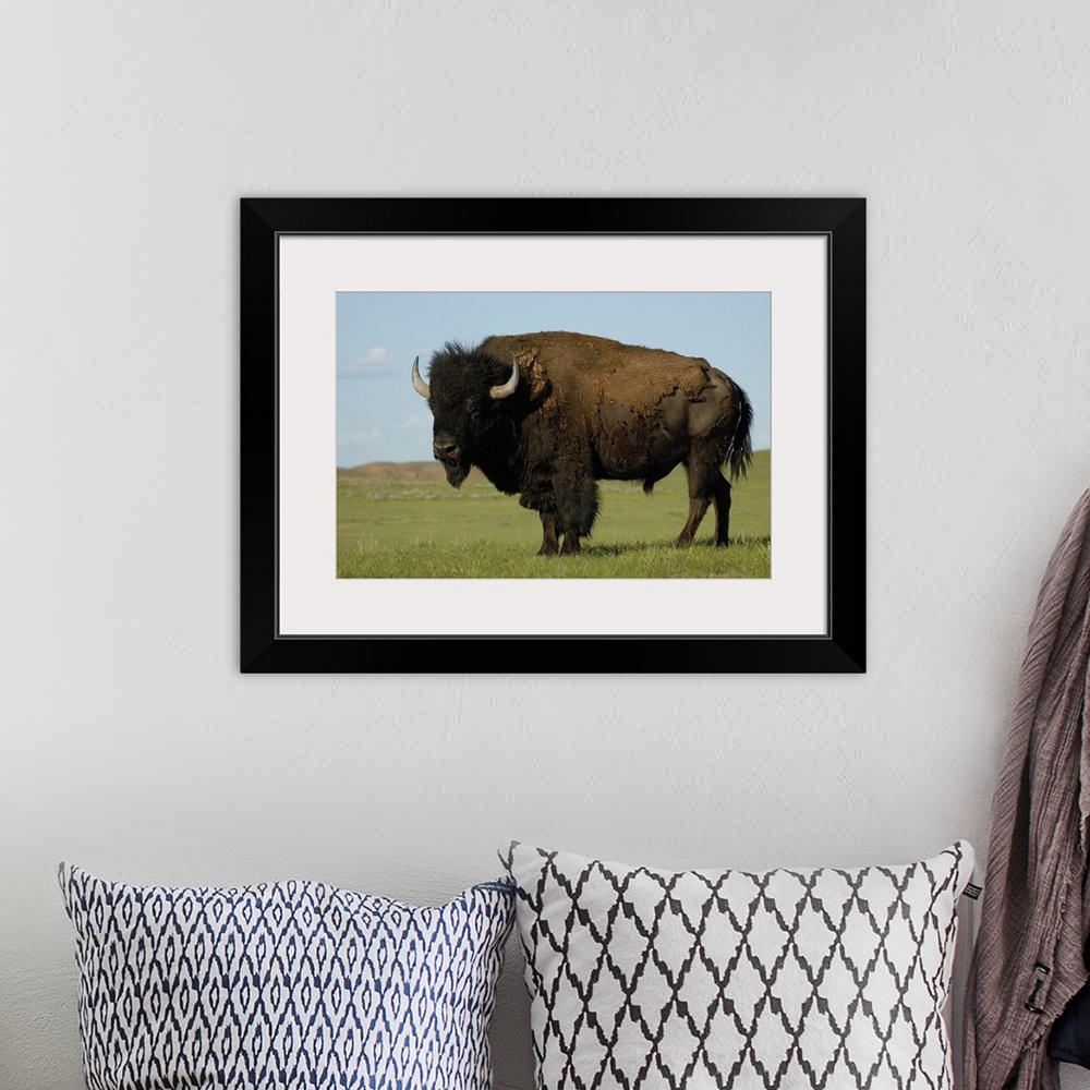 A bohemian room featuring American Bison (Bison bison) male, Durham Ranch, Campbell County, Wyoming. Males can weigh up to ...