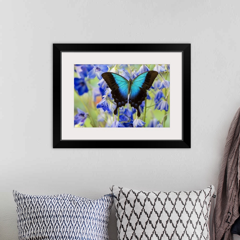 A bohemian room featuring Blue Iridescence Swallowtail Butterfly, Papilio Pericles.