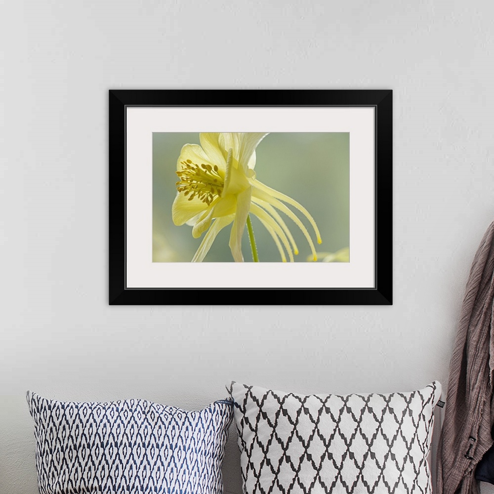 A bohemian room featuring Close-up of yellow columbine flower.