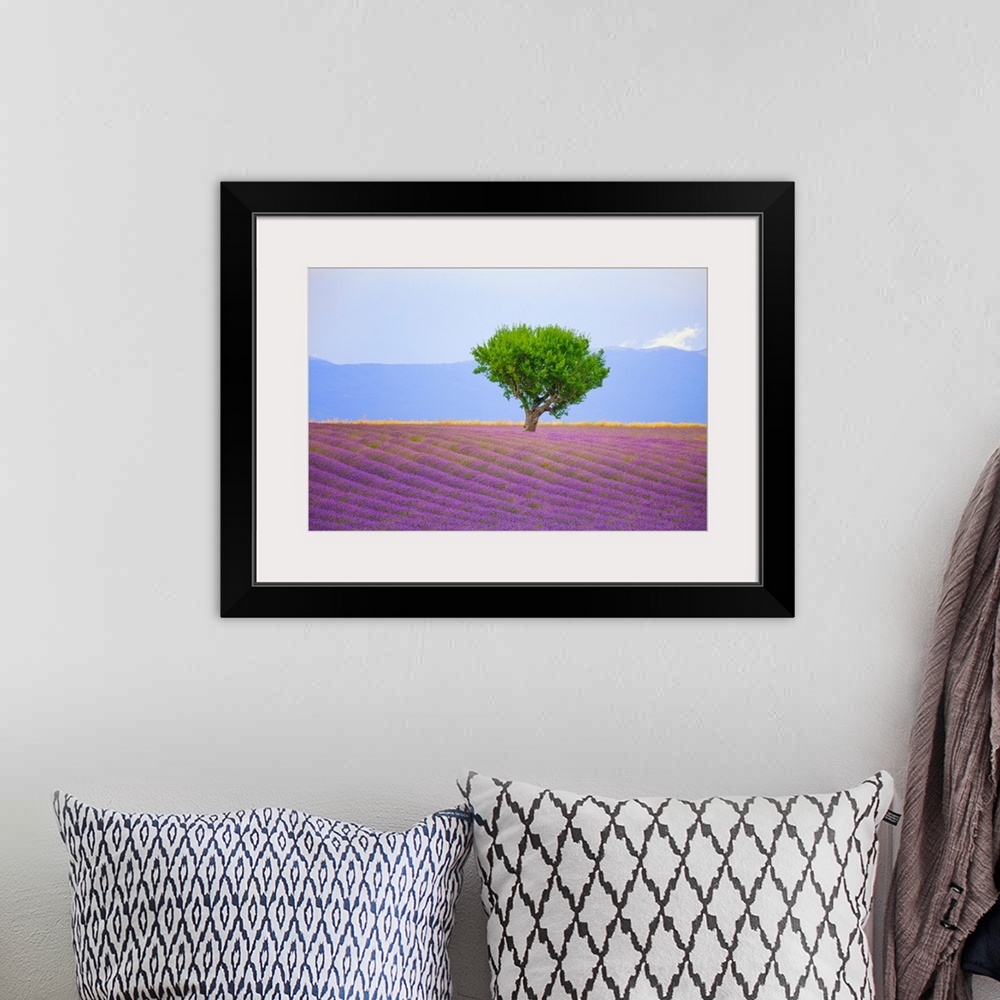 A bohemian room featuring France, Provence, Valensole Plateau. Field of lavender and tree. Credit: Jim Nilsen