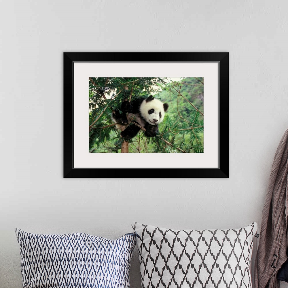 A bohemian room featuring Giant Panda cub climbs a tree, Wolong Valley, Sichuan Province, China.