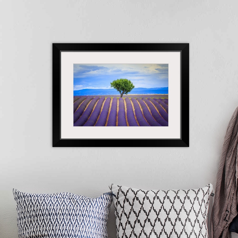 A bohemian room featuring Europe, France, Provence, Valensole Plateau. Field of lavender and tree. Credit: Jim Nilsen