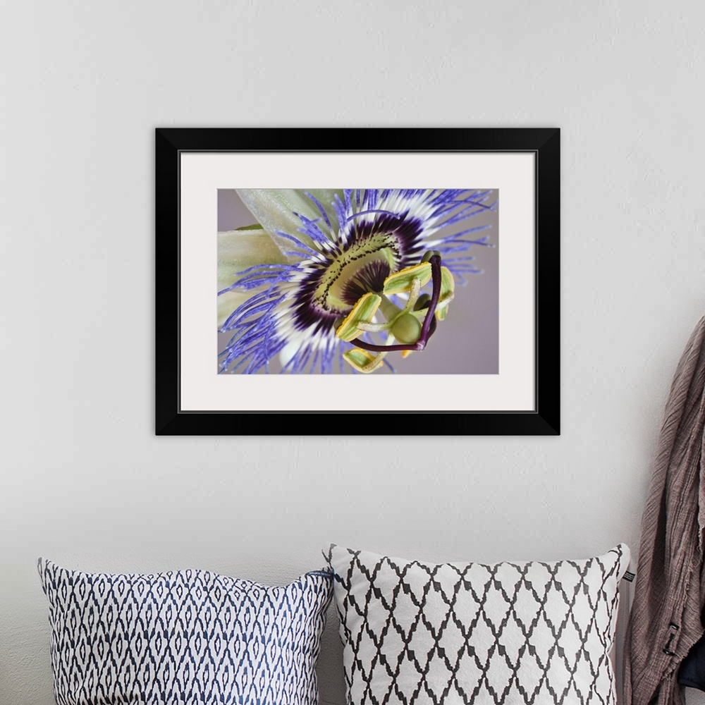 A bohemian room featuring Macro of side view of passion flower.