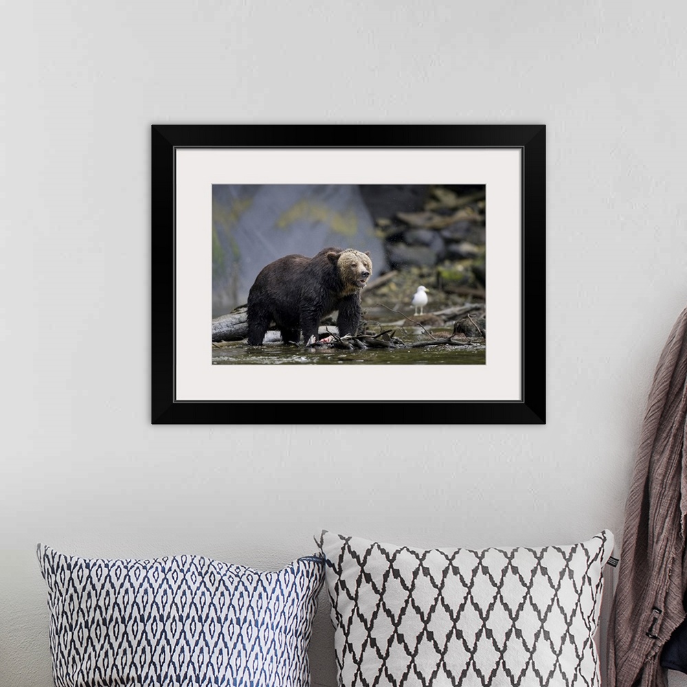 A bohemian room featuring North America, Canada, British Columbia. Grizzly bear eating salmon..