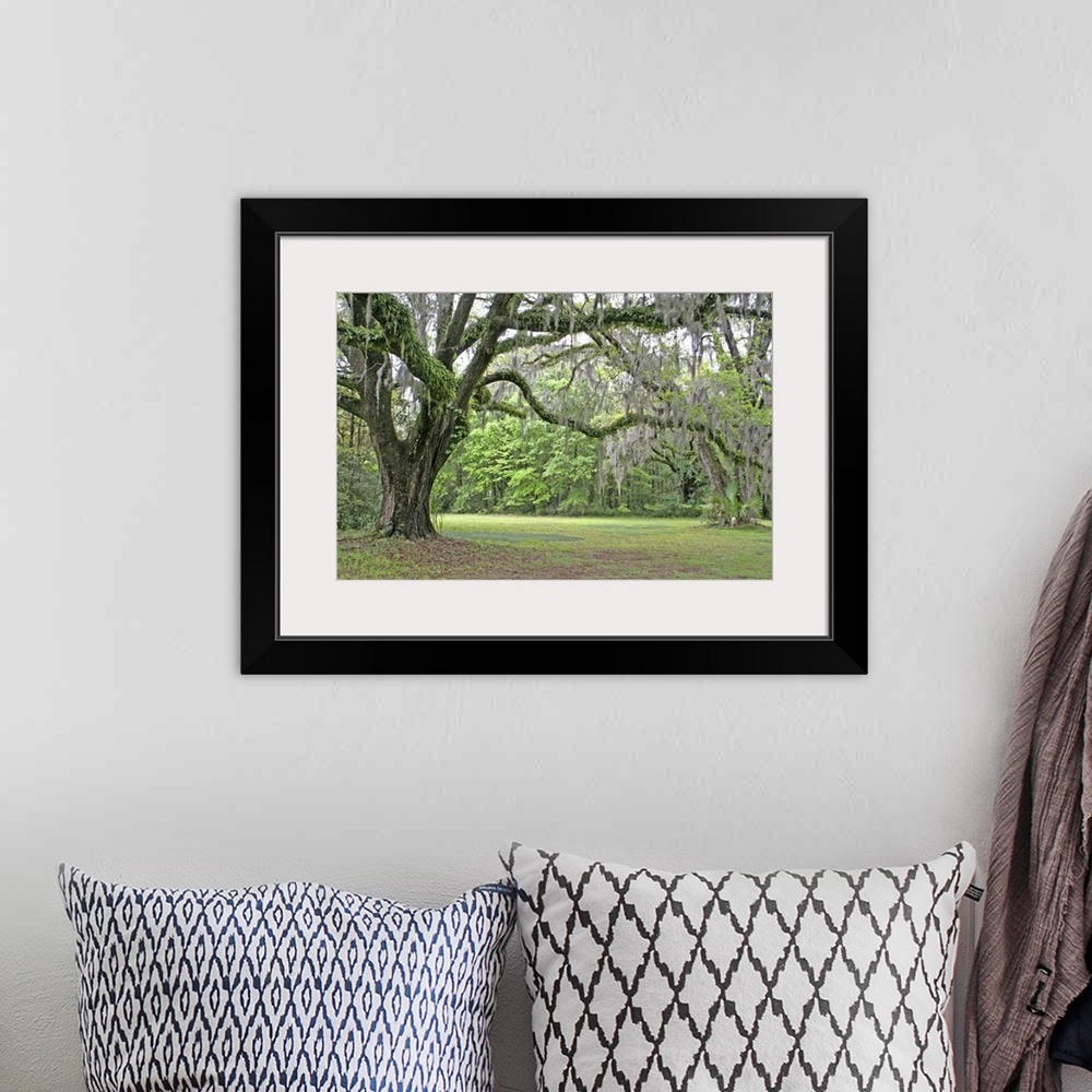 A bohemian room featuring Spanish moss in oak trees at Alfred Maclay Gardens State Park Tallahassee Florida
