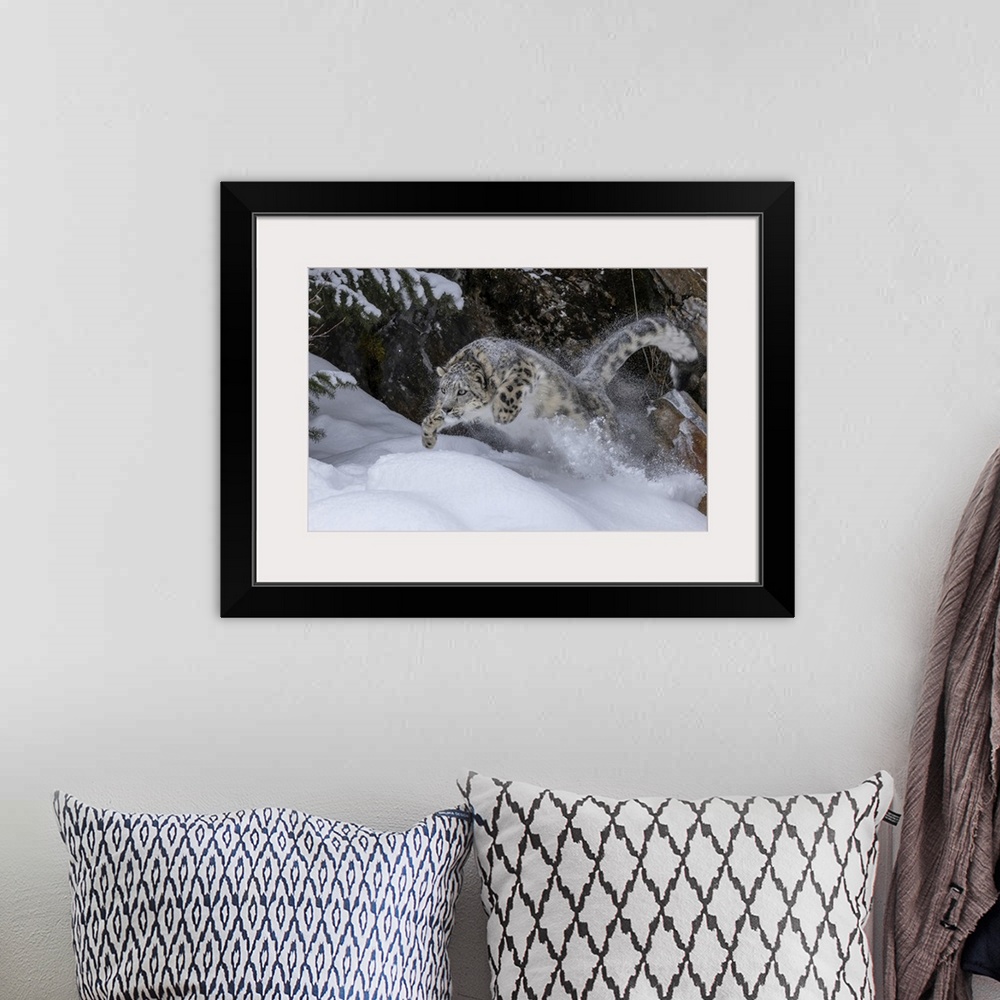 A bohemian room featuring USA, Montana, Leaping Captive Snow Leopard In Winter