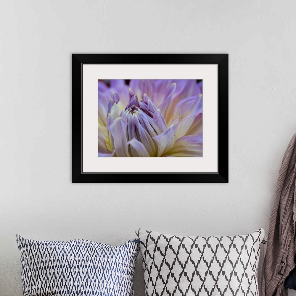 A bohemian room featuring Usa, Washington State, Duvall. Purple Garden dahlia close-up.