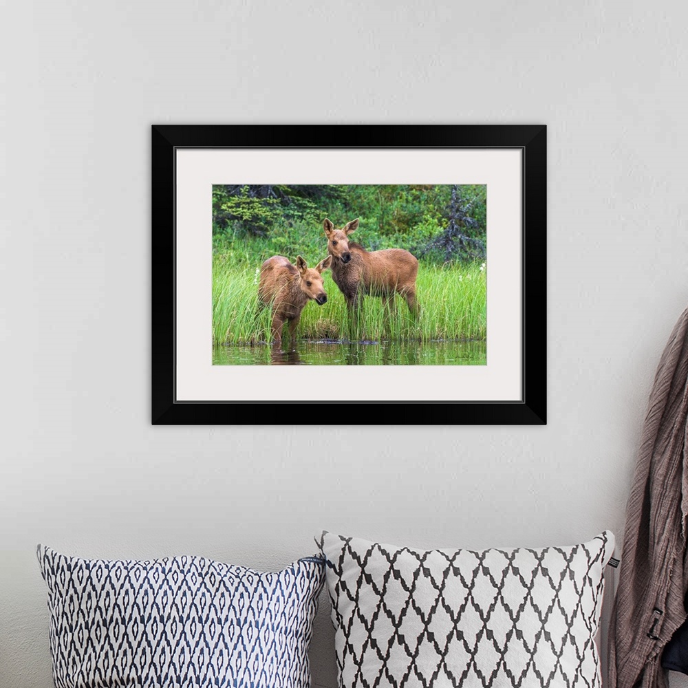 A bohemian room featuring Twin baby moose watching anxiously as mother feeds in the deeper water of a tundra pond, Denali N...