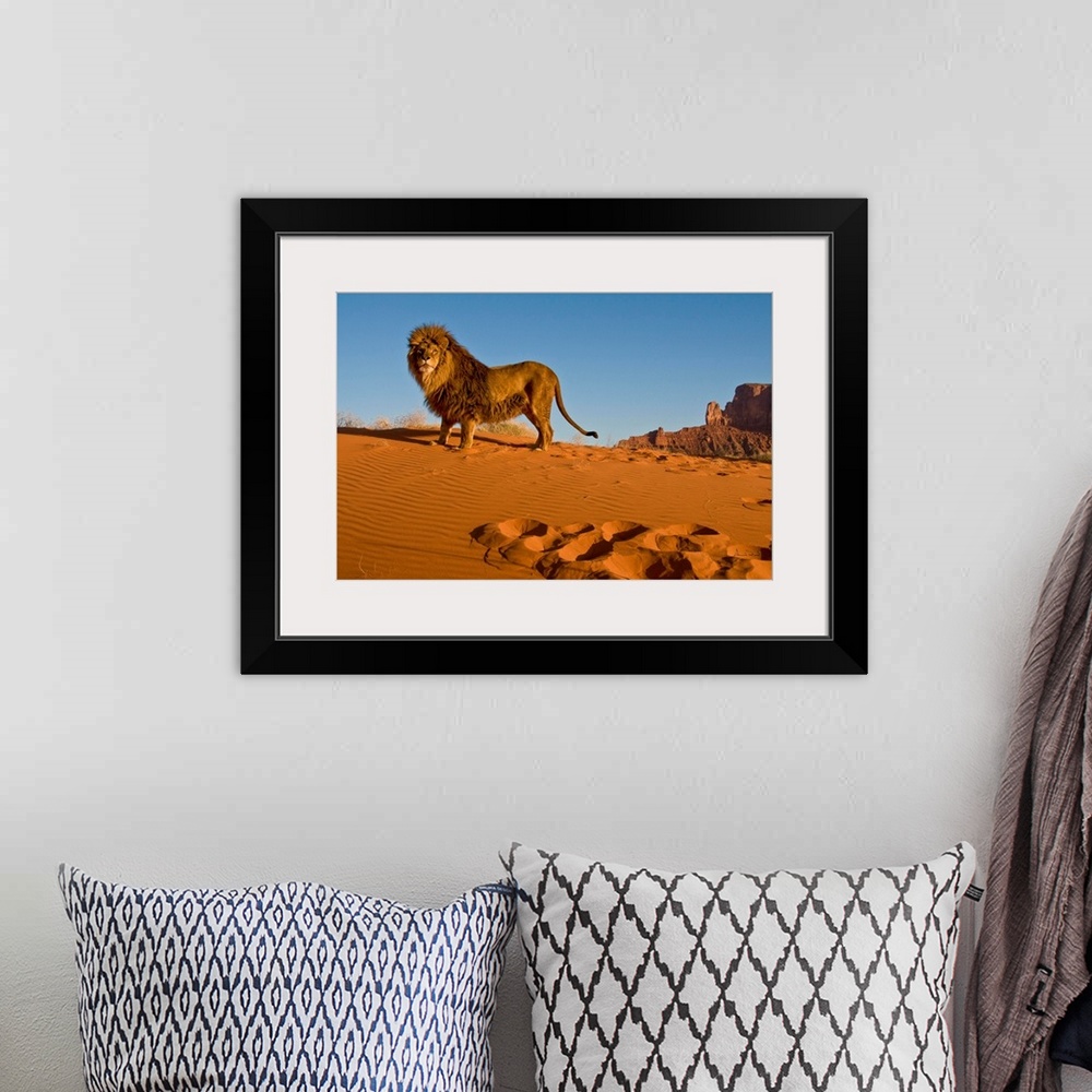A bohemian room featuring Magnificent and rare captive male Barbary lion (Panthera leo leo), posing regally in Monument Val...