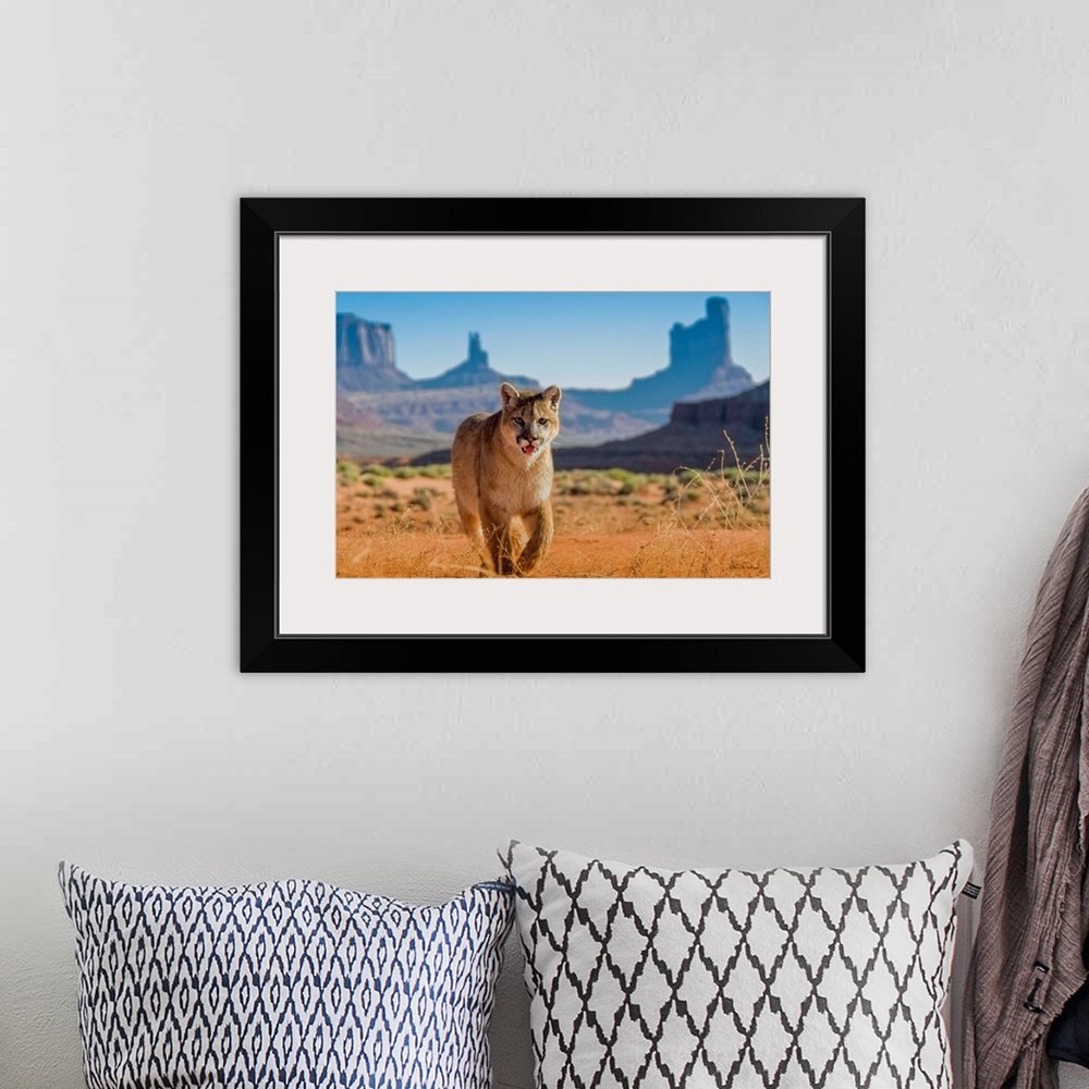 A bohemian room featuring Young Mountain Lion (Felis concolor) in Monument Valley with The Mittens in the background, Arizo...