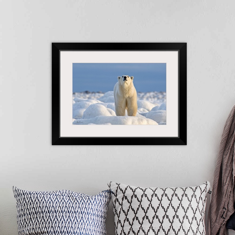 A bohemian room featuring Polar bear on Hudson Bay coast in Manitoba, Canada, in a brilliant setting of ice-covered rocks a...