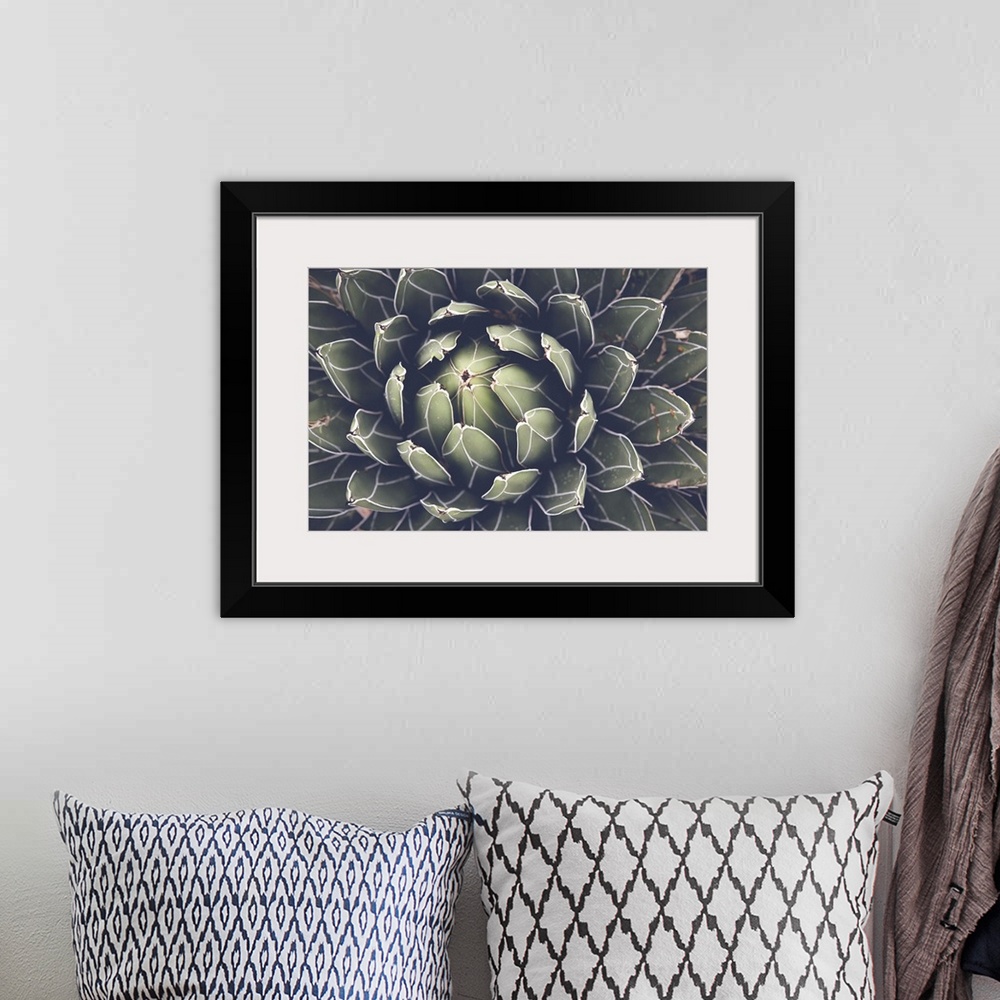 A bohemian room featuring Close View Of Agave Succulent Plant
