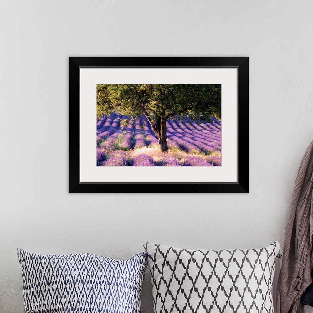 A bohemian room featuring France, Provence-Alpes-C..te d'Azur, Lavender field