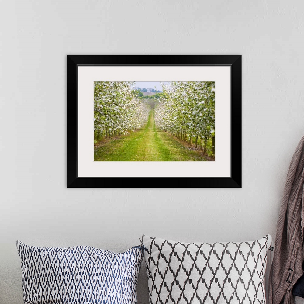 A bohemian room featuring France, Normandy, Apple trees in full blossom in the orchard