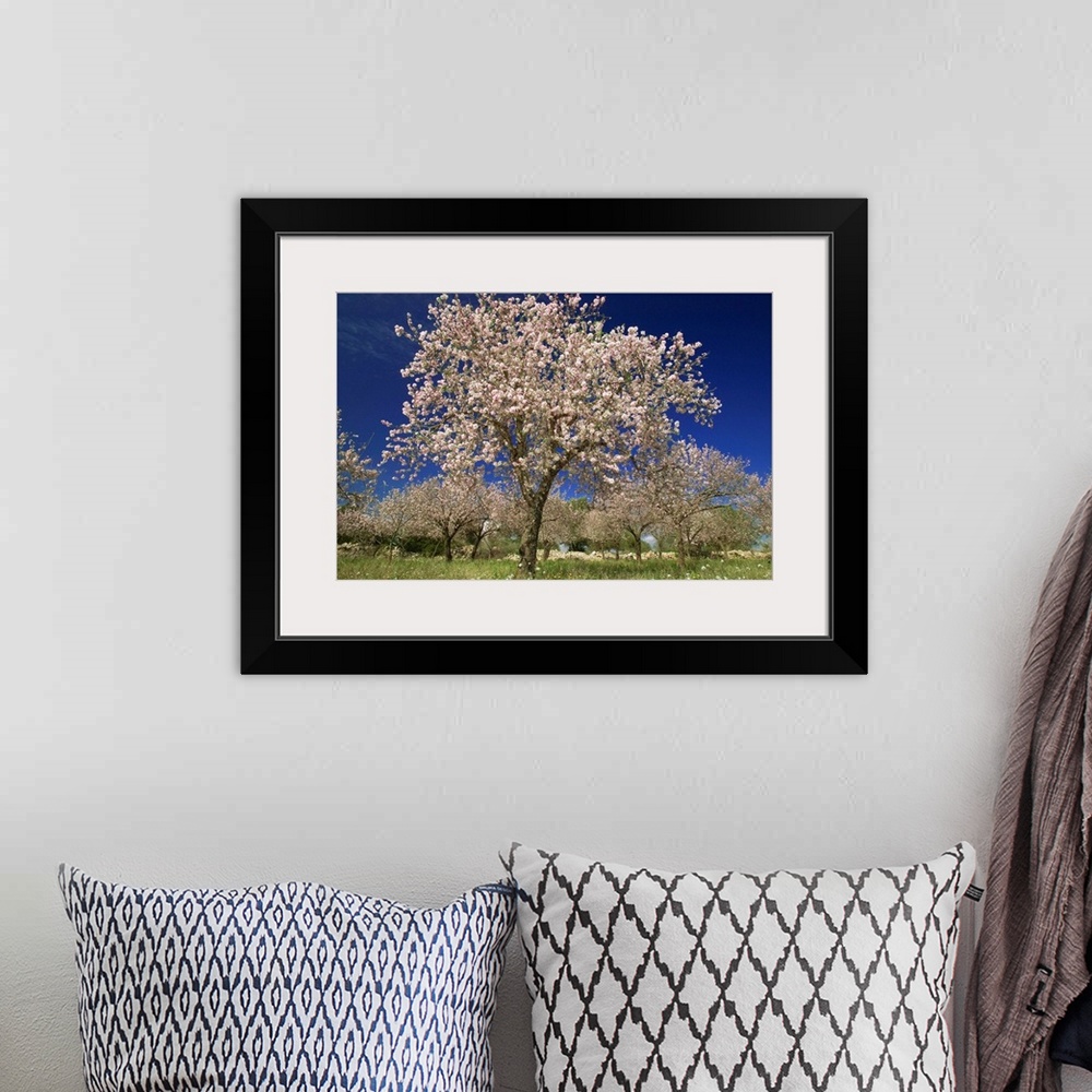 A bohemian room featuring Italy, Sicily, Siracusa, Val di Noto, almond trees in bloom