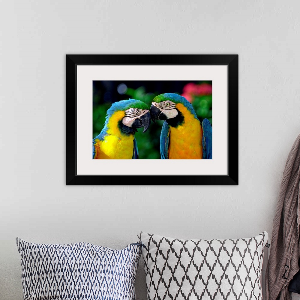 A bohemian room featuring Netherlands Antilles, Aruba, Sonesta island, a couple of colourful parrots
