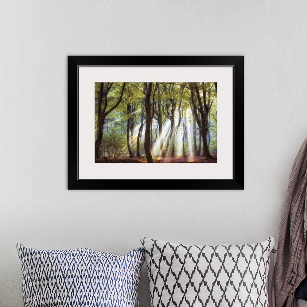 A bohemian room featuring Bright rays of sunlight shining through a forest in the early morning.