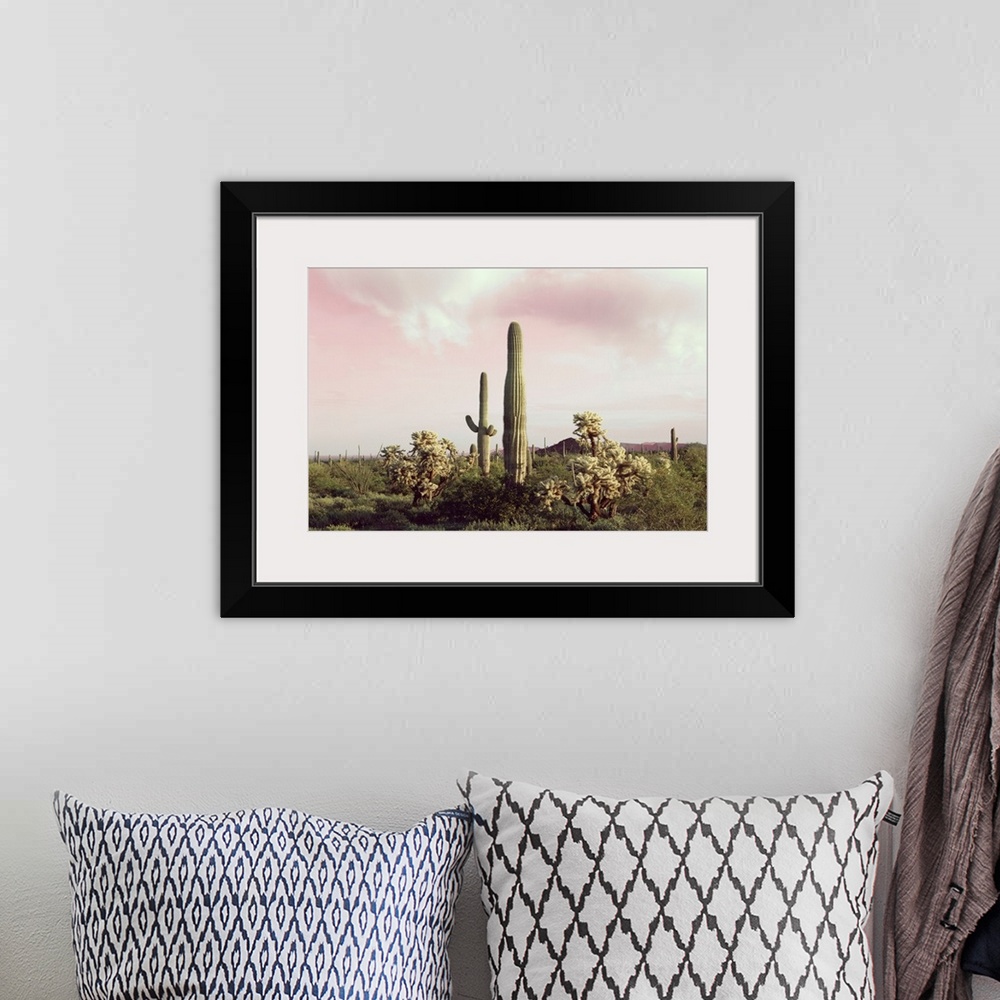 A bohemian room featuring Organ Pipe Cactus National Monument
