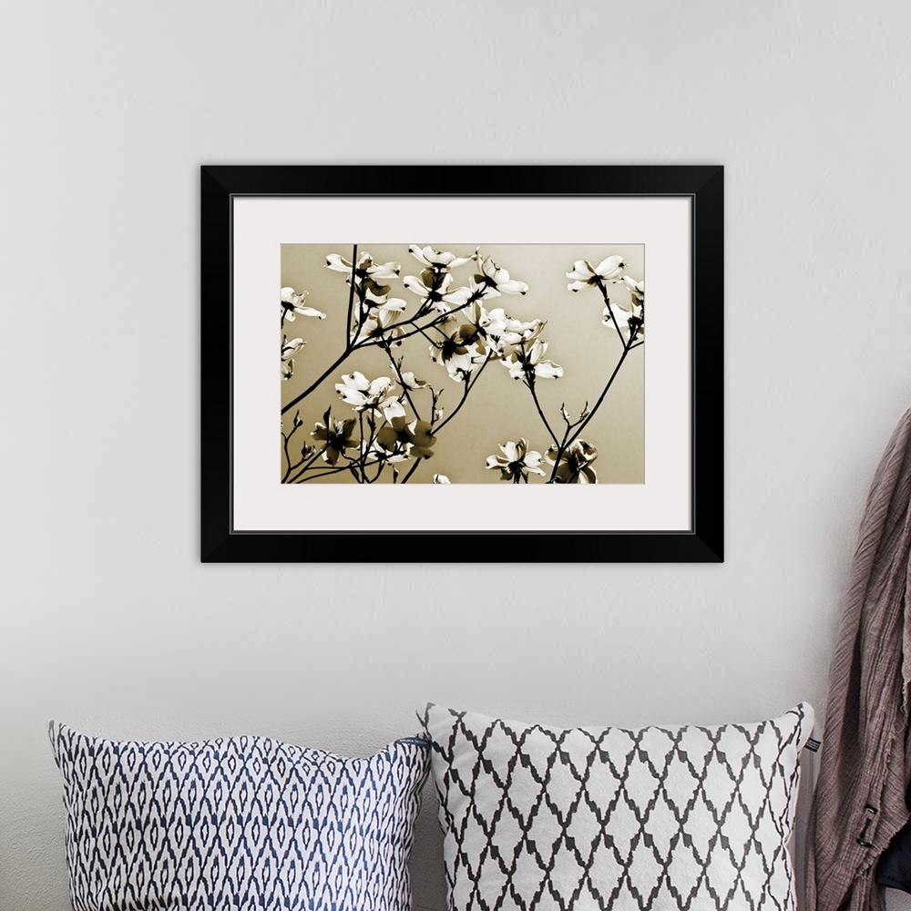 A bohemian room featuring Spring blossoms on twiggy branches silhouetted against the sky reaching towards the sun in this h...