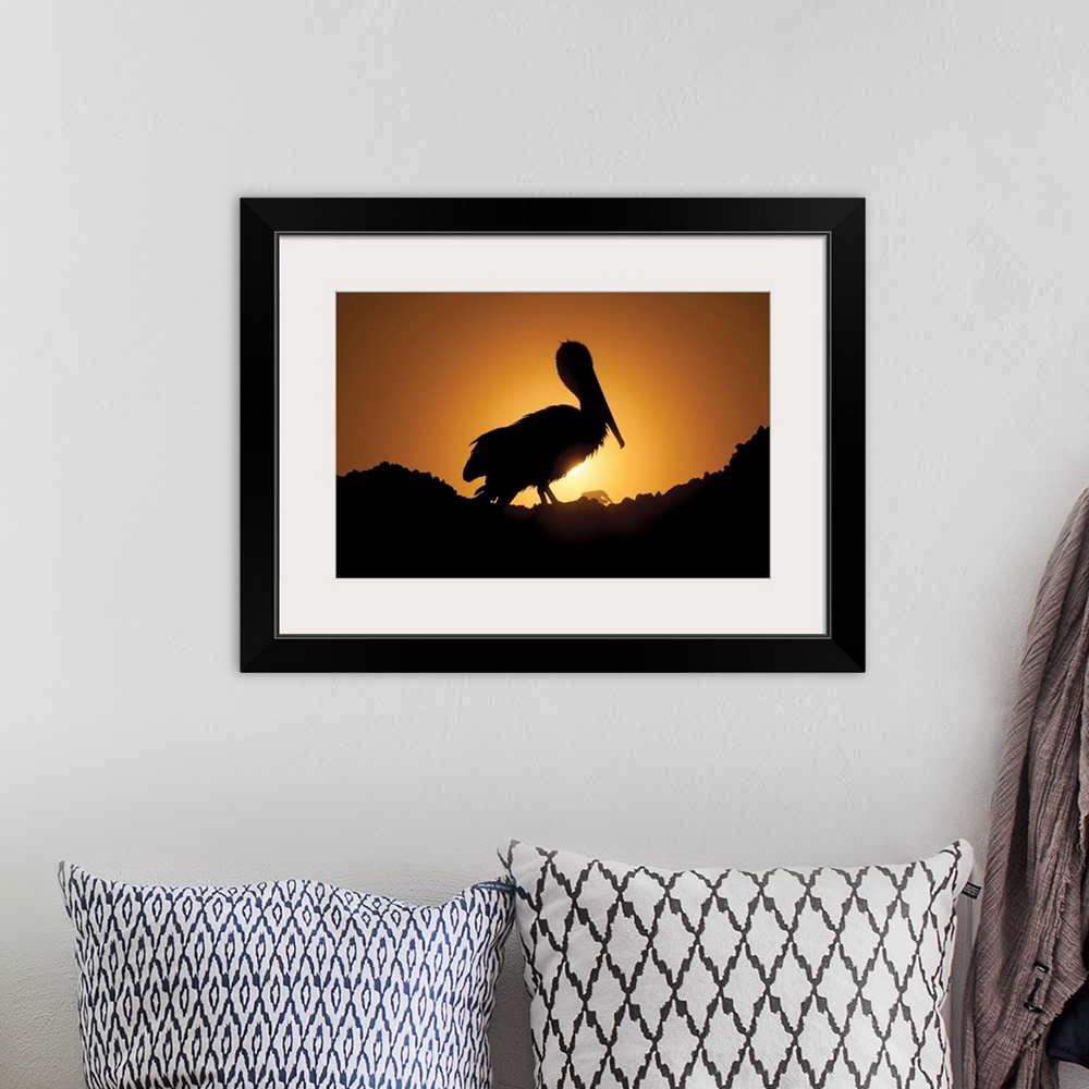 A bohemian room featuring Pelican Silhouette I