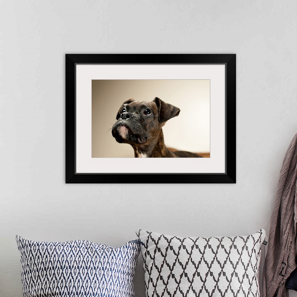 A bohemian room featuring A Brindle Boxer puppy looking up curiously.
