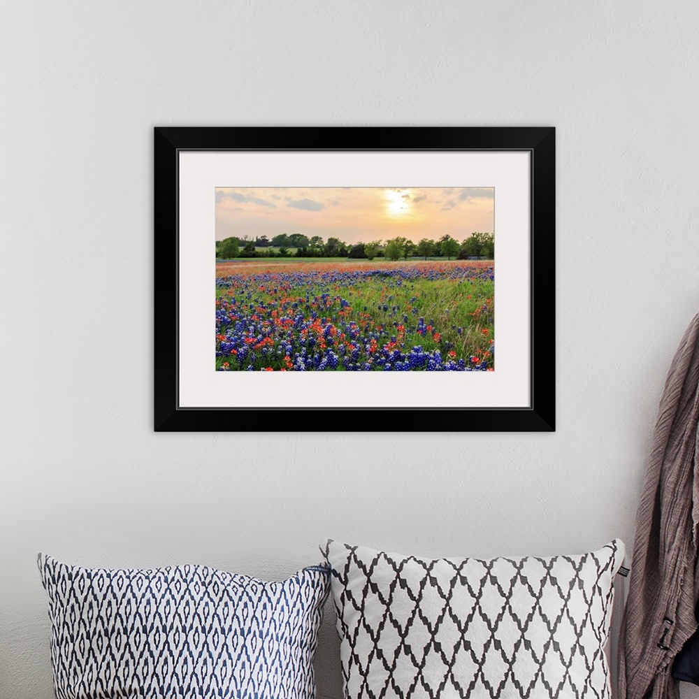 A bohemian room featuring An open field at Old Settler's Park in Central Texas filled with Bluebonnets and Indian Paintbrus...