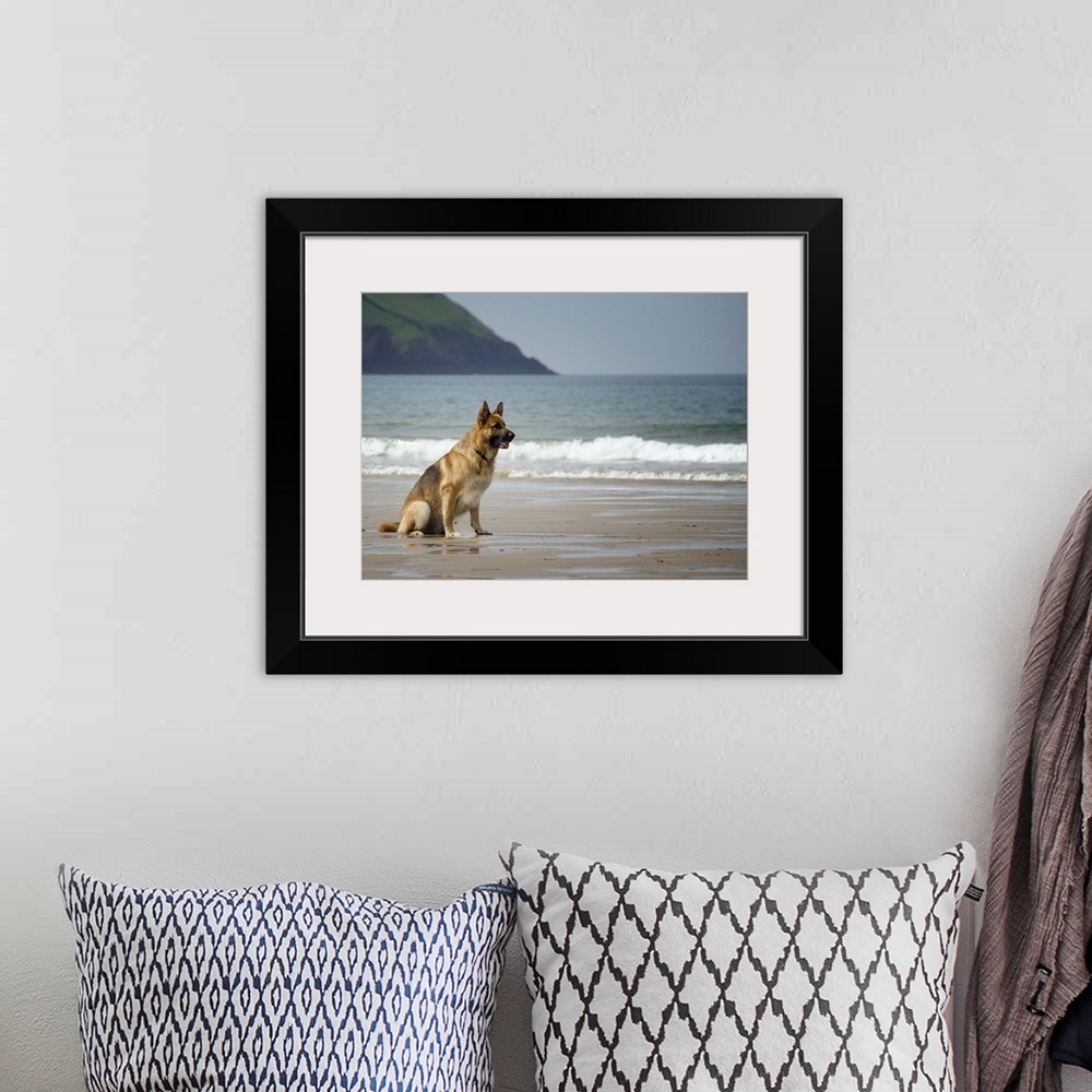 A bohemian room featuring Five year old male German shepherd sitting on a beach waiting to be called. Croyde, North Devon, UK.