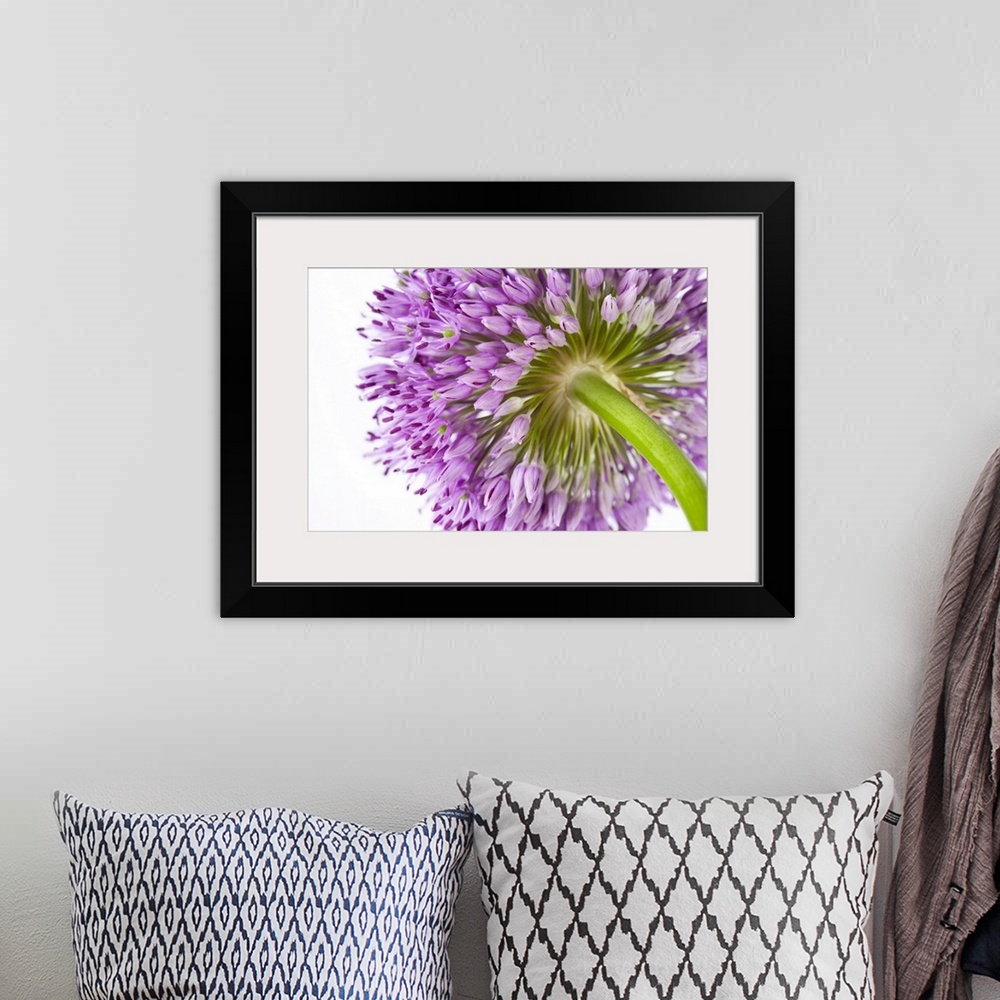 A bohemian room featuring Landscape, close up photograph from the underside of a blooming allium flower, on a solid white b...