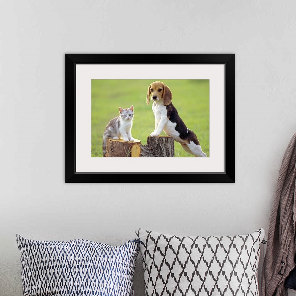 A bohemian room featuring Beagle is a medium sized dog breed and a member of the hound group, similar in appearance to a Fo...