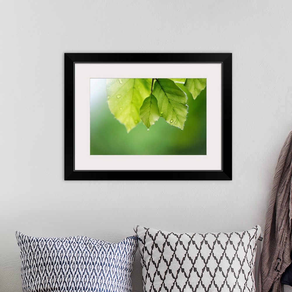 A bohemian room featuring Big artwork of leaves close up that have water droplets hanging on them. The background is blurre...