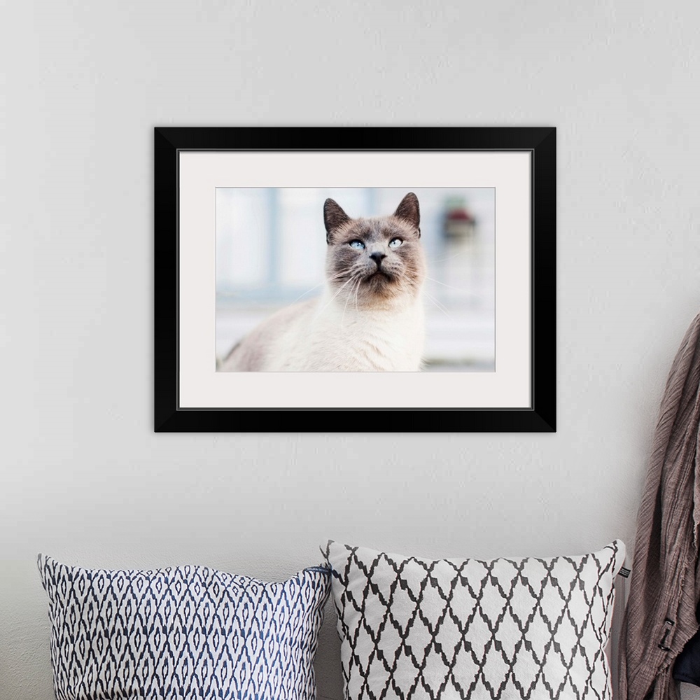 A bohemian room featuring Blue eyed Siamese cat looking up.
