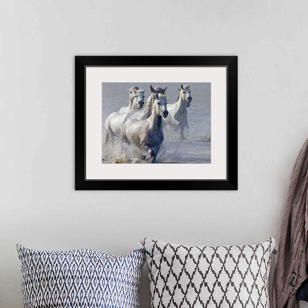 A bohemian room featuring Giant, horizontal photograph of a group of Camargue horses, splashing as they run through shallow...